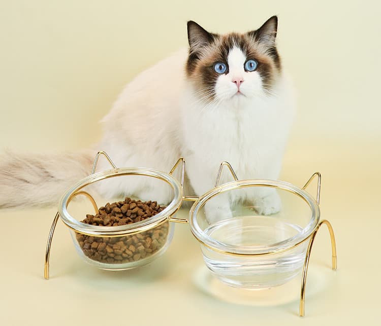 Elevated Glass Cat Bowl and Metal Feeding Station